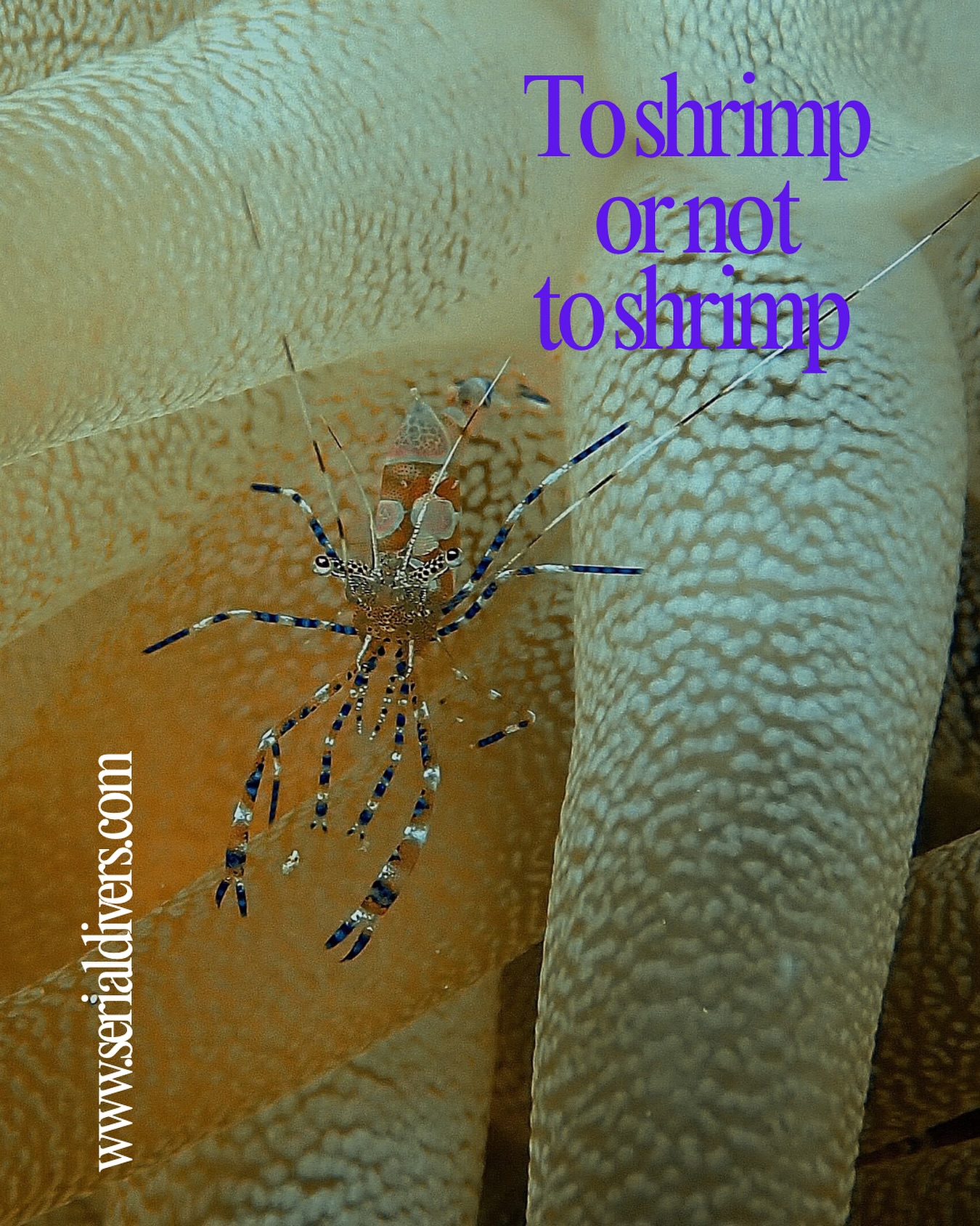 L’amour des petites bêtes… #macrodiving