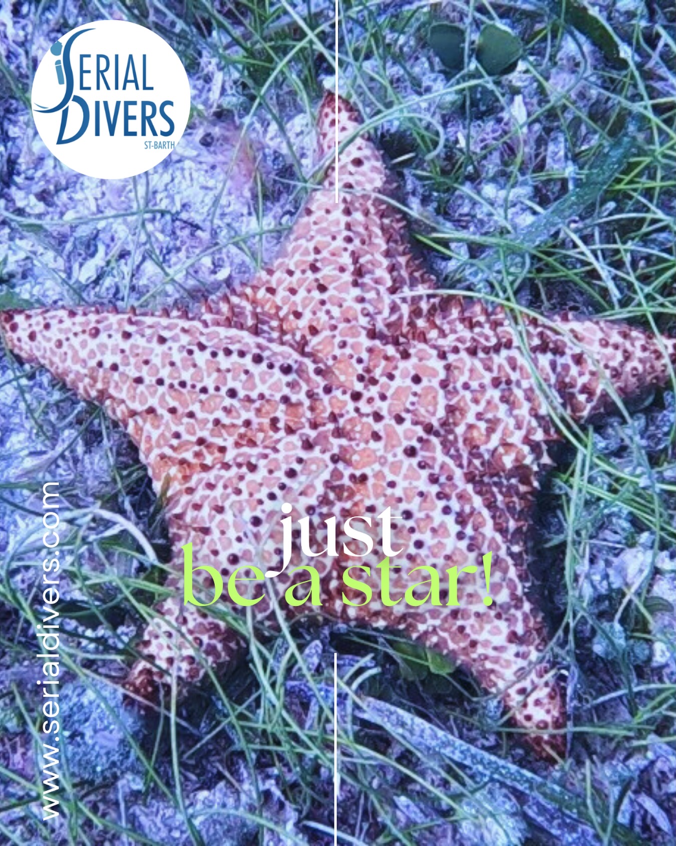 Fais ta star! Viens plonger!