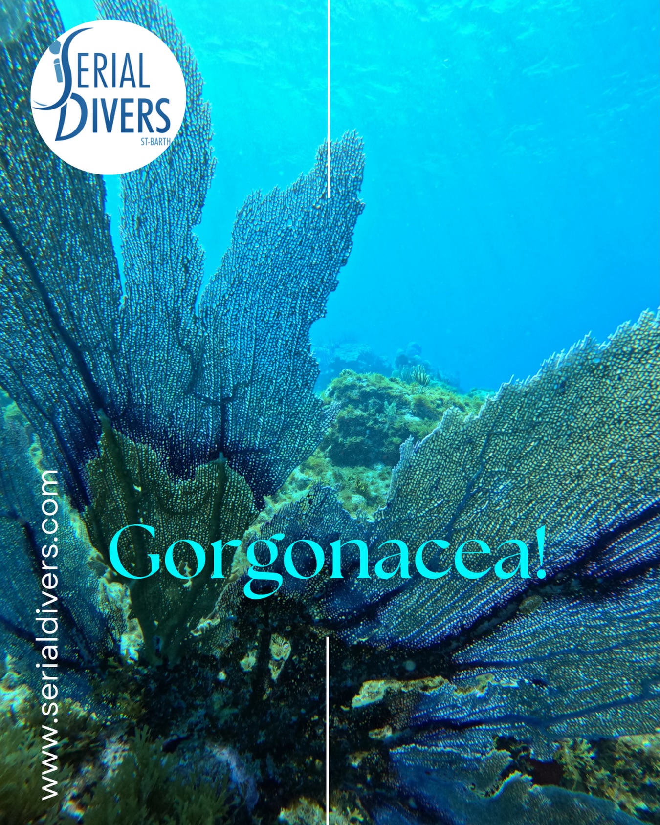 Sous l’eau ce n’est pas que le monde des poissons. Venez découvrir les Gorgognes. La colonie est en forme d’éventail, souvent de couleurs vives (rouge, jaune, violet). Le squelette est formé d’une substance souple et dure, la gorgonine. Comme les autres coraux, les gorgones sont généralement fixées à des substrats durs, mais certaines espèces peuvent se trouver sur des fonds de sable ou de boue. Chaque polype possède 8 tentacules qui filtrent le plancton et le consomment…