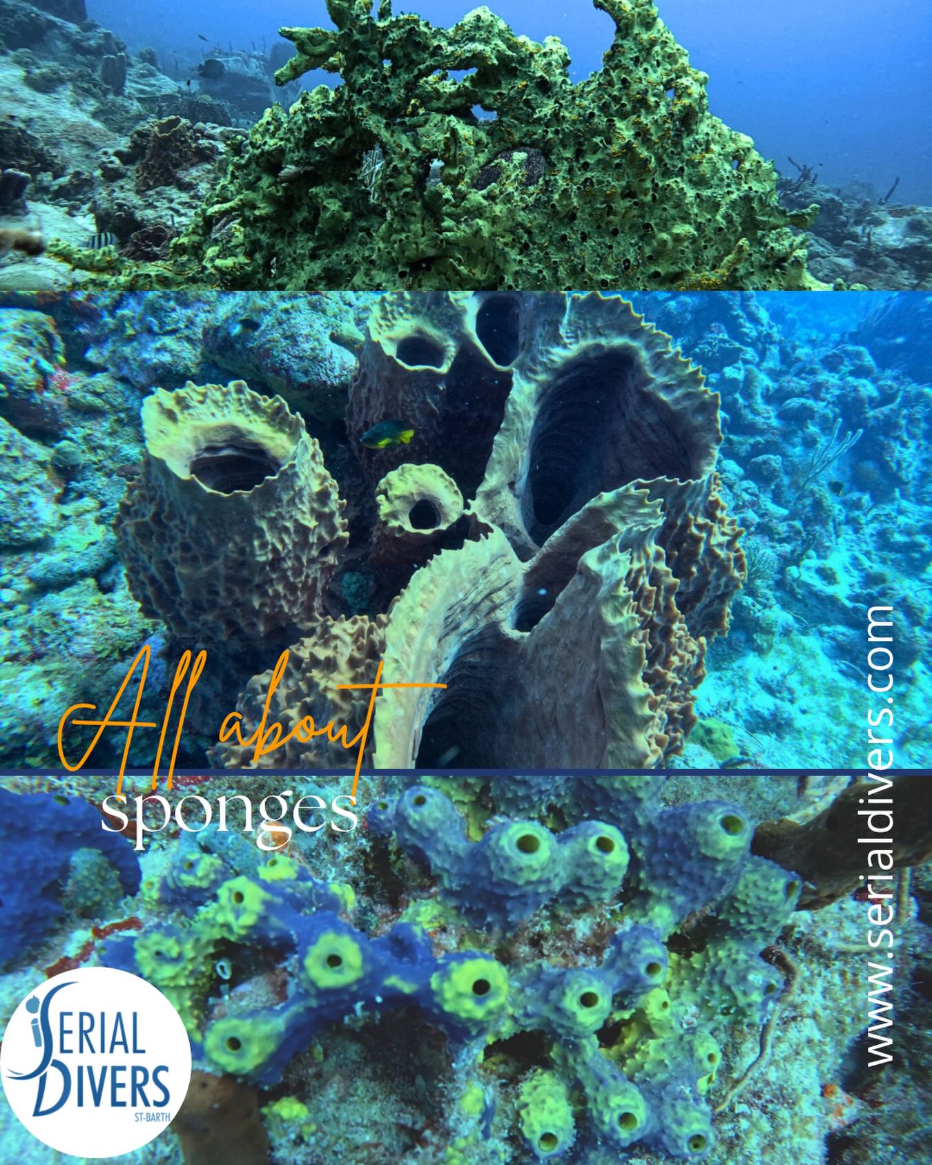 Une incroyable diversité de formes et de couleurs. Venez admirer les éponges marines avec Serial Divers!