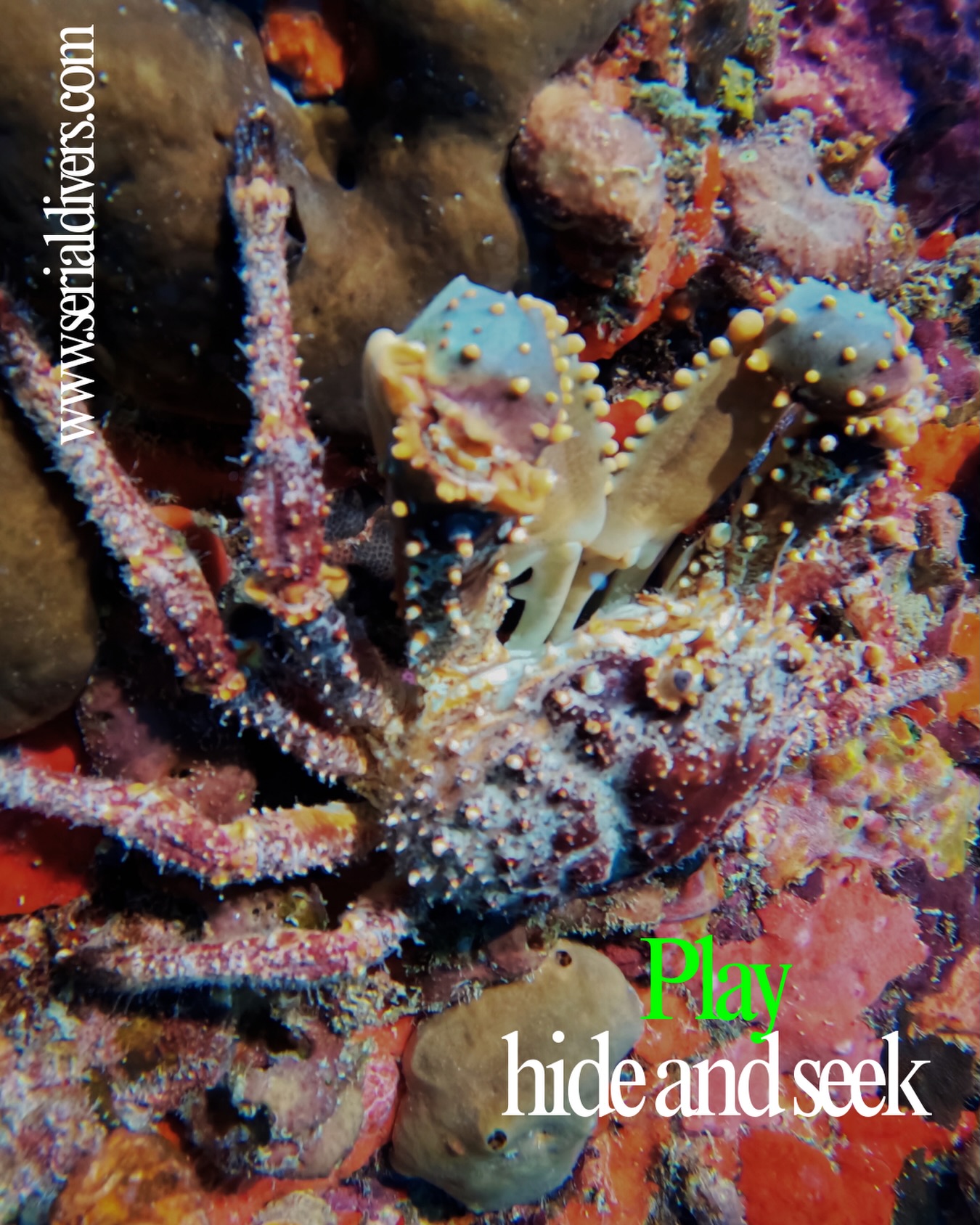 À la recherche des petites choses cachées avec serial divers! #crabe