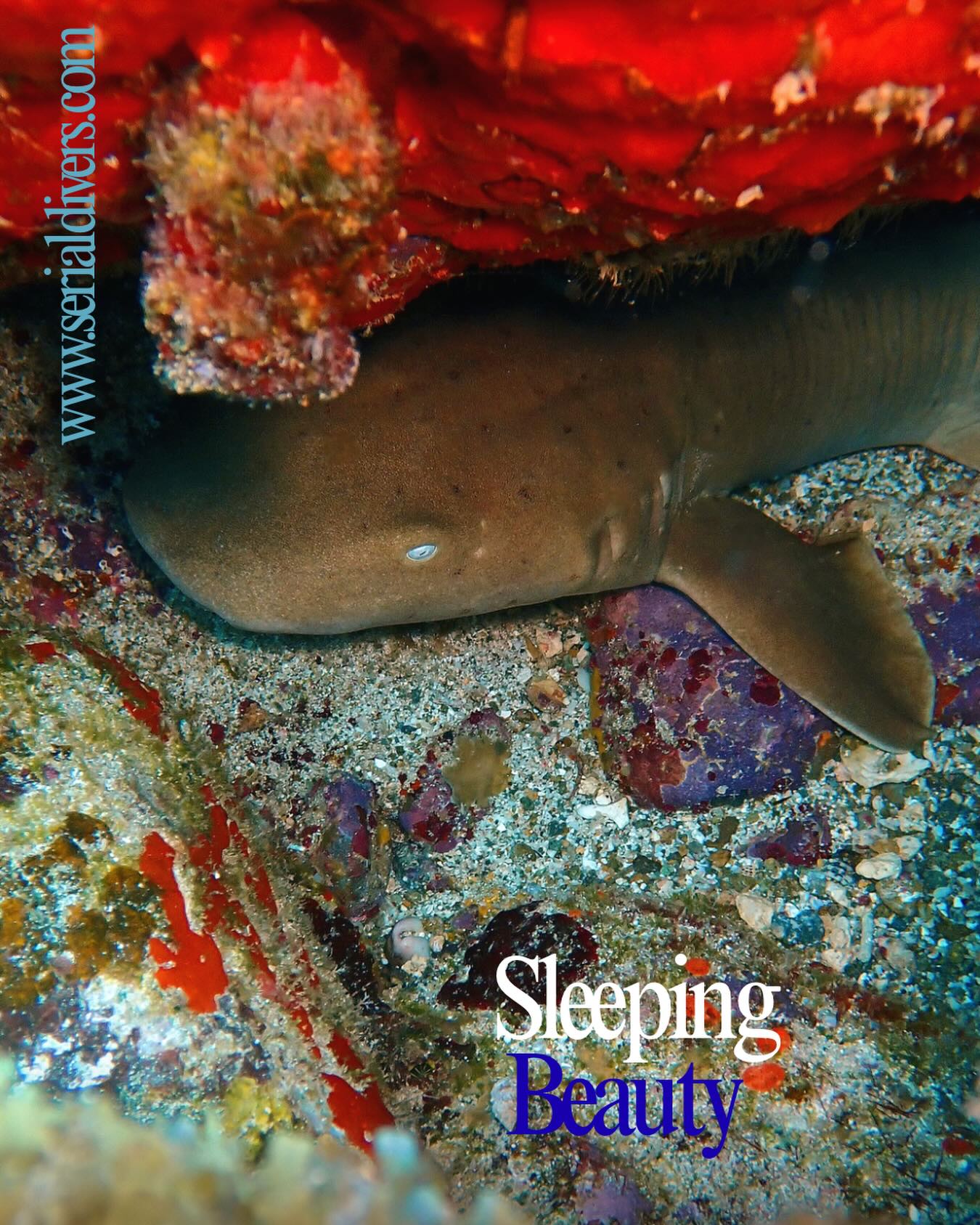 Le requin nourrice que l’on a la chance de fréquemment apercevoir lors de nos plongées est surnommé requin dormeur car il bouge très peu durant la journée et semble dormir. Il n’est cependant pas à confondre avec le requin dormeur dit « véritable » qui est une toute autre espèce de requins. Venez en apprendre plus sur les requins de toutes sortes avec l’équipe de Serial Divers! #sharklovers