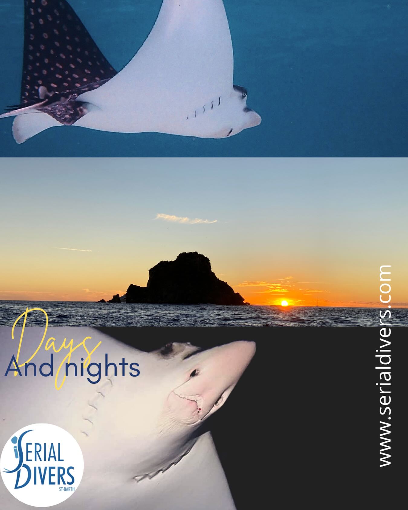 Chez serial Divers nous vous proposons minimum 3 créneaux de plongée par jour plus des plongées de nuit. Venez plonger quand vous voulez!