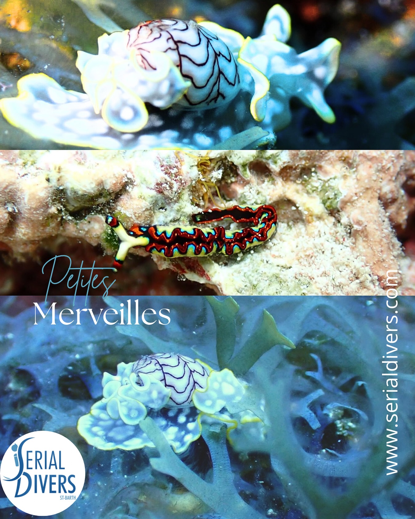 Il y a tant à voir et à découvrir avec Serial Divers. Merci à @marine_blly pour ces superbes photos.