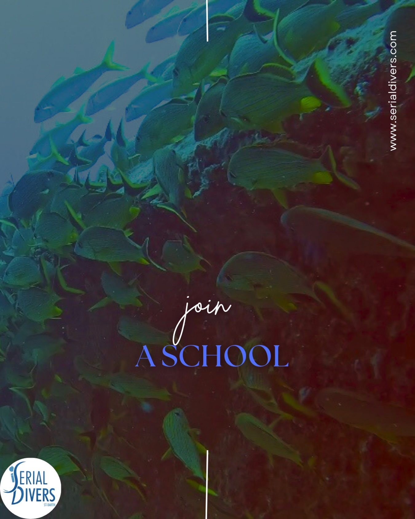 Plus qu’un simple centre de plongée, Serial Divers c’est une école. Nous vous accompagnons depuis le baptême de plongée jusqu’au monitorat.