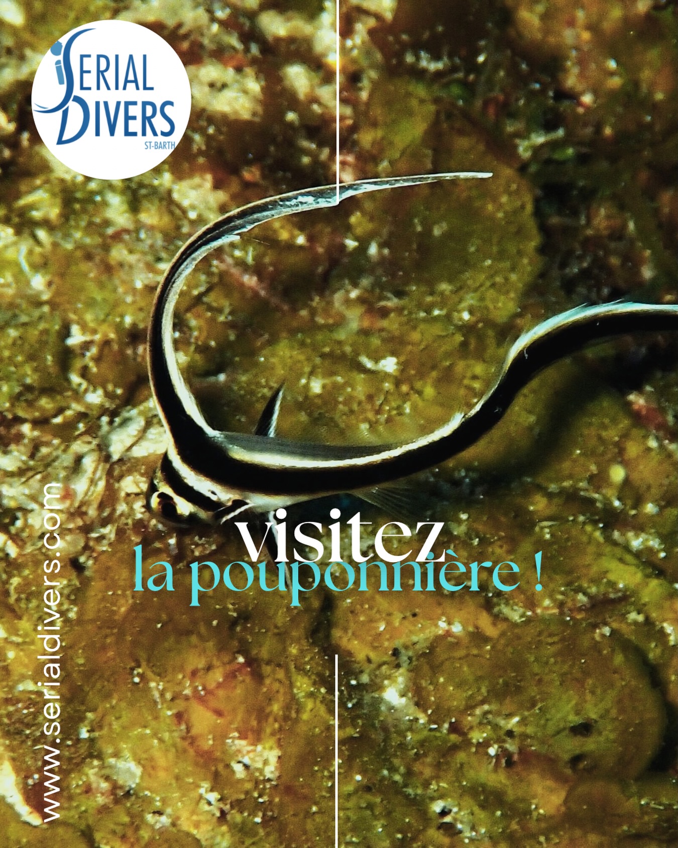 Venez découvrir le somptueux chevalier ponctué juvénile. Avec serial divers, chaque plongée réserve bien des surprises!