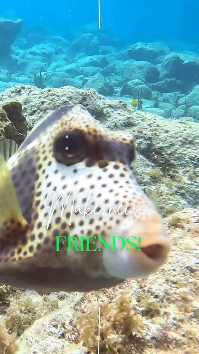 Faites des poissons vos nouveaux amis avec serial divers! #underthesea #fishlovers