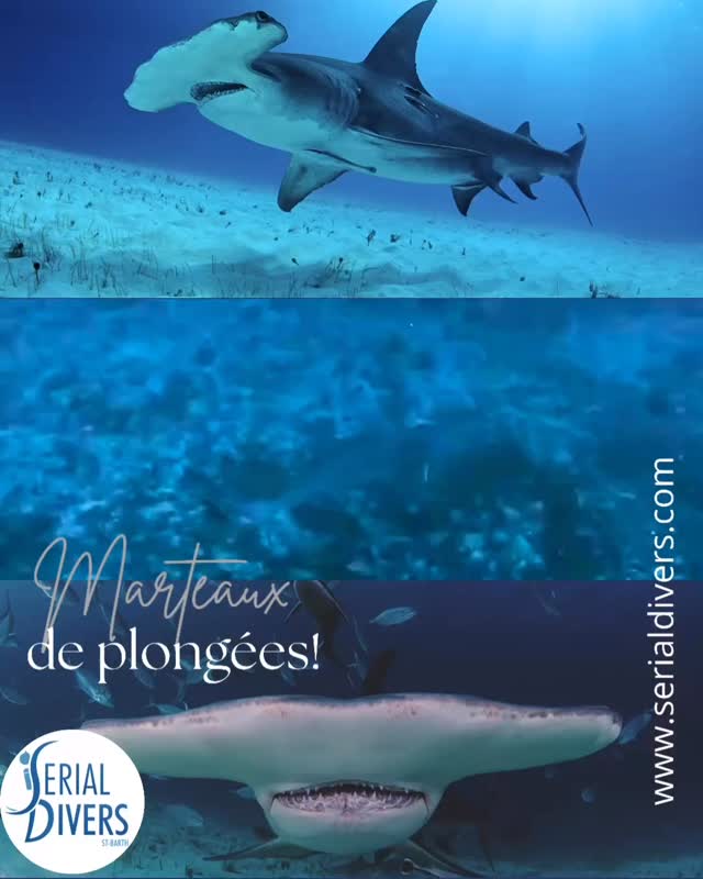 Pour la deuxième fois en moins d’un mois un requin marteau à été vu dans la réserve et nous chez serial on se réjouit de ces rencontres merveilleuses, précieuses, magiques… #wildlife #fishlovers #sharksquad
