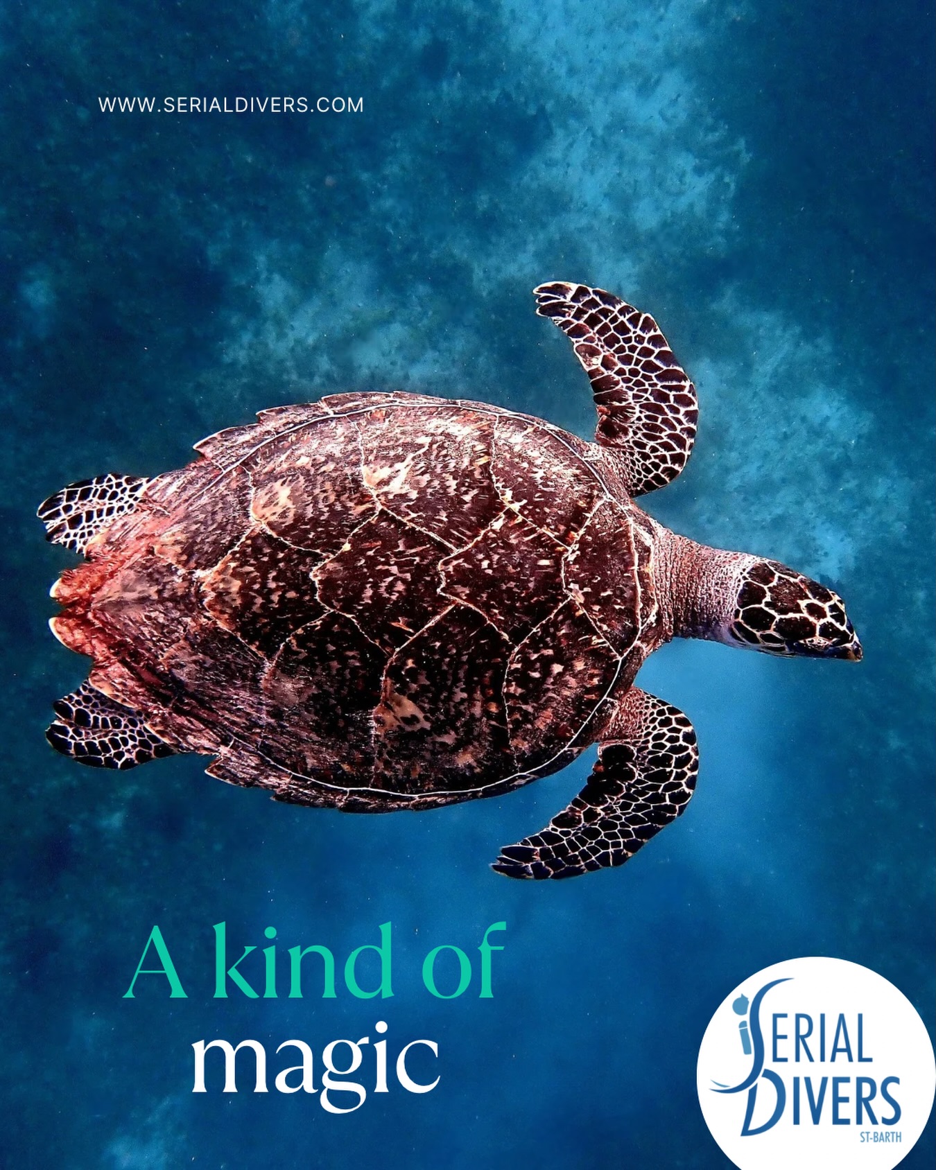 Venez découvrir la magie du monde sous marin avec serial divers! #sbh #seeturtle #underwaterlife