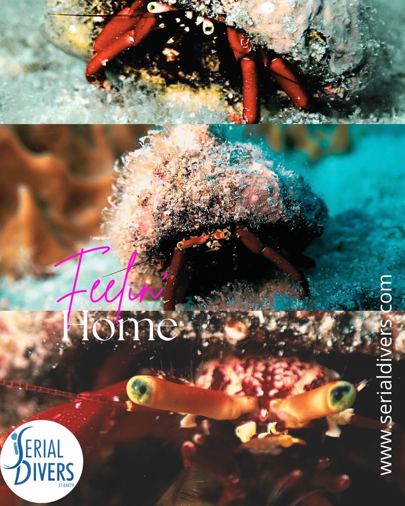 Faites du monde sous marin un deuxième chez vous! A place to visit, a place to feel at home! #serialdivers #diveaddict