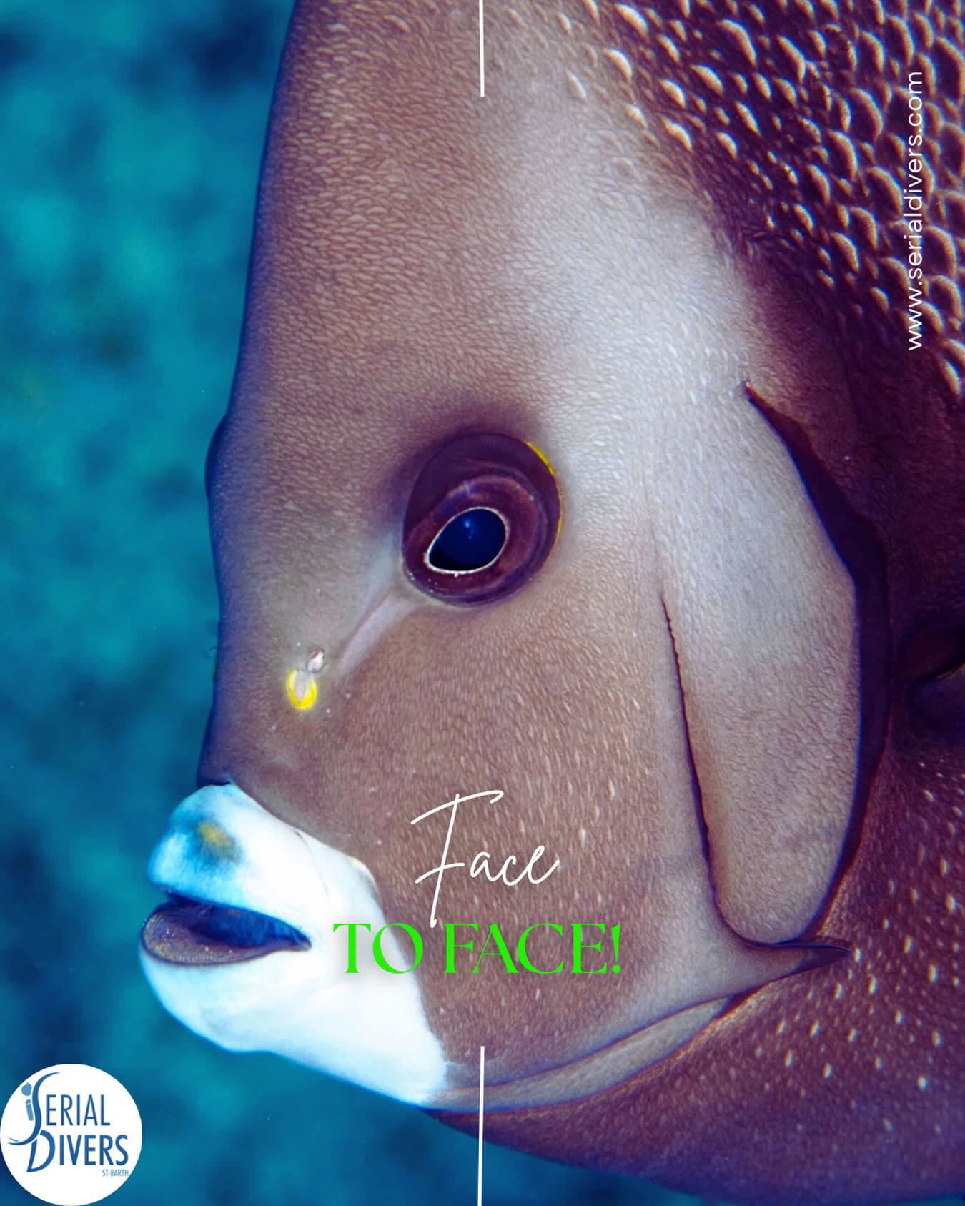 Au plus près des poissons avec Serial Divers. Merci à @scubagirlsbh pour cette magnifique photo du poisson ange gris!