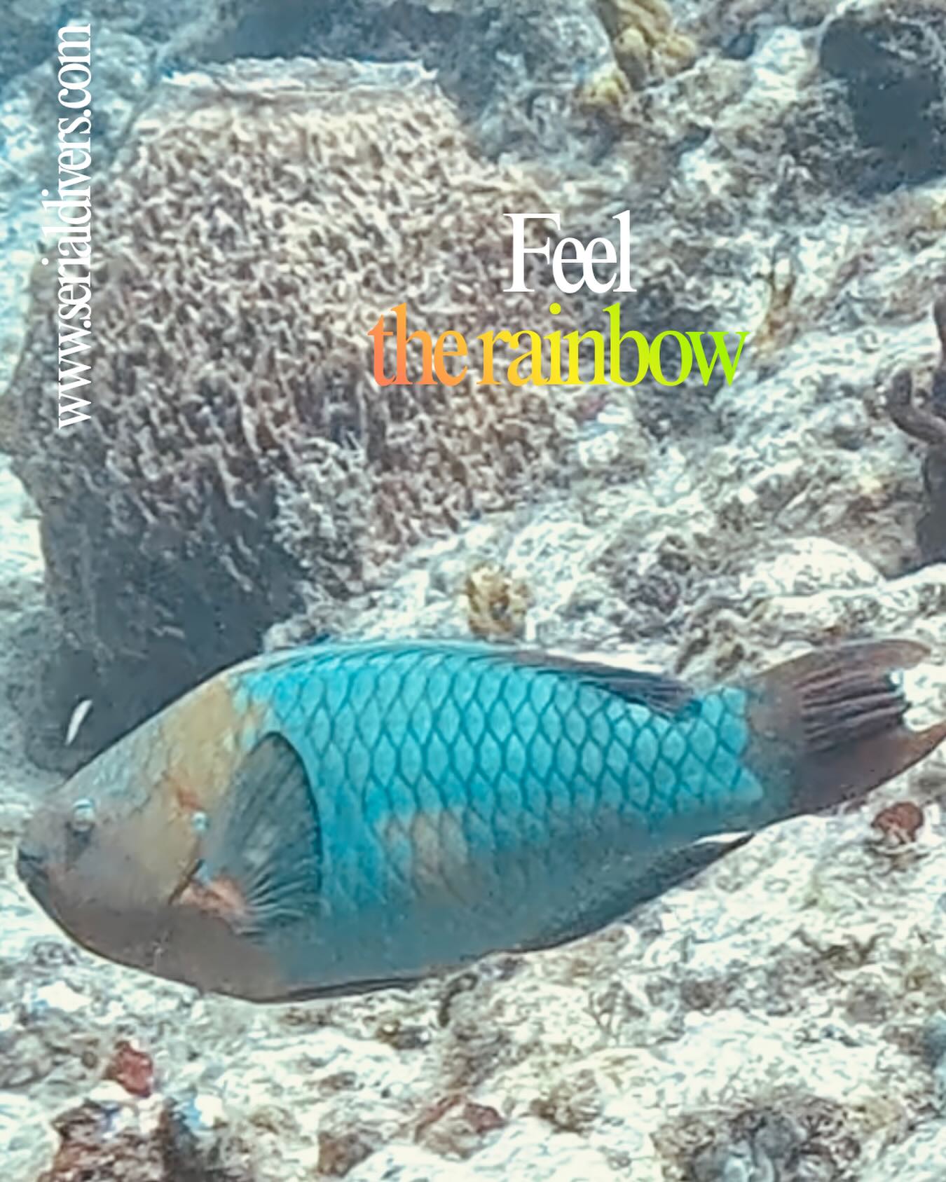 Serial divers vous présente le poisson perroquet arc-en-ciel!