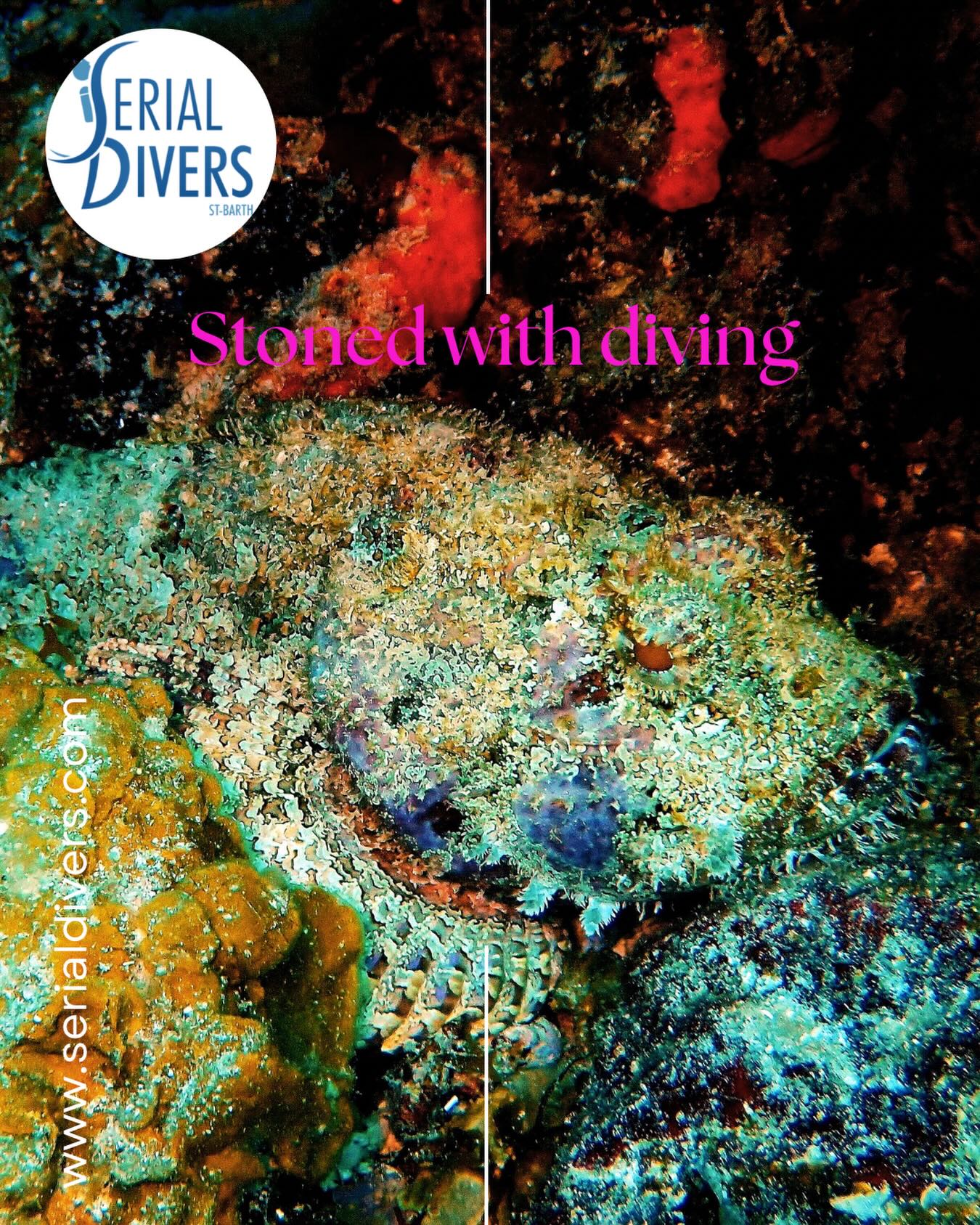 Le Poisson-pierre ou Synancée est une espèce de poissons de la famille des Synanceiidae, réputé pour être le plus venimeux au monde. #underwaterworld