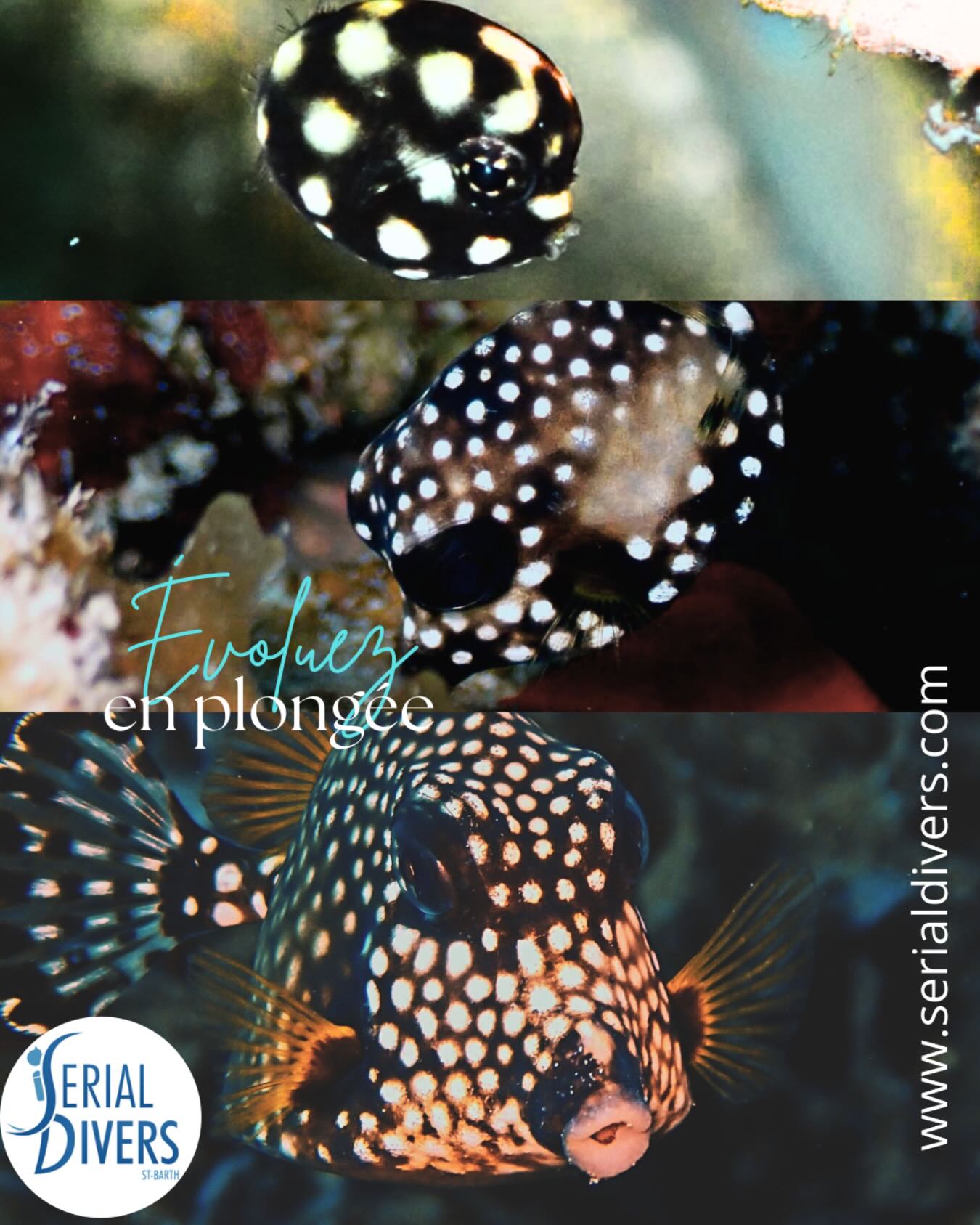 Suivez l’évolution de vos poissons préférés tout au long de l’année avec serial divers. Merci à @marine_blly et @_coradufour_ pour ces magnifiques photos du poisson coffre baguette.