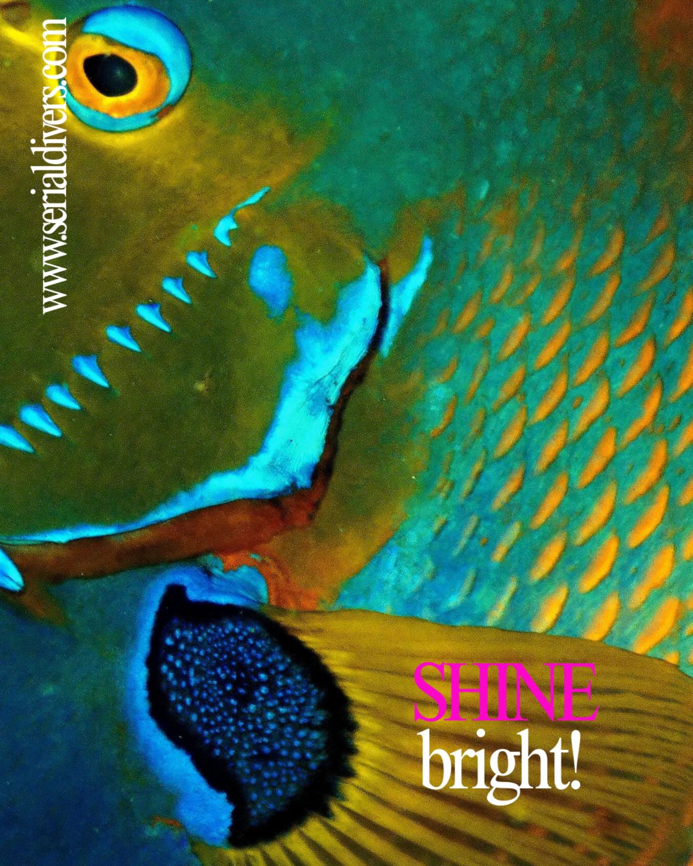 Life in bright colors underwater!