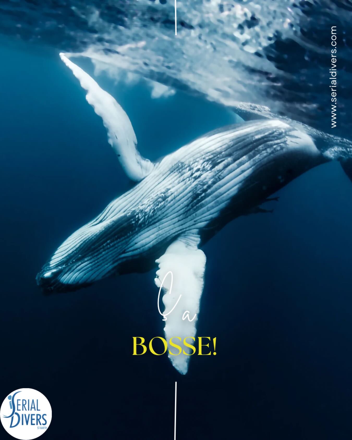 Toujours de belles surprises avec Serial Divers. Notre équipe a eu l’immense honneur de voir une baleine à bosse en immersion. #savethewhales