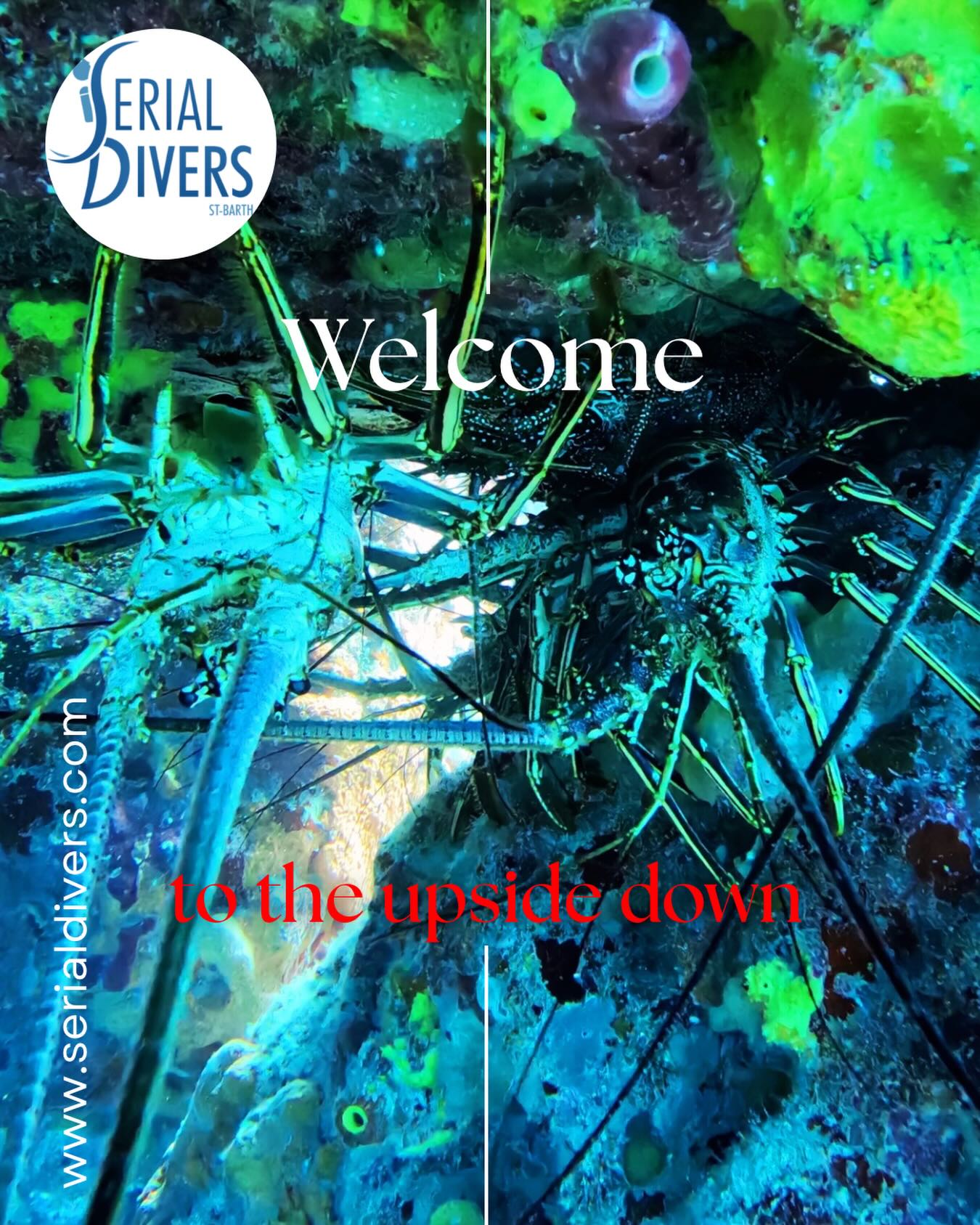 Découvrez le monde sous la surface de la mer! Serial Divers vous met la tête sens dessus dessous!