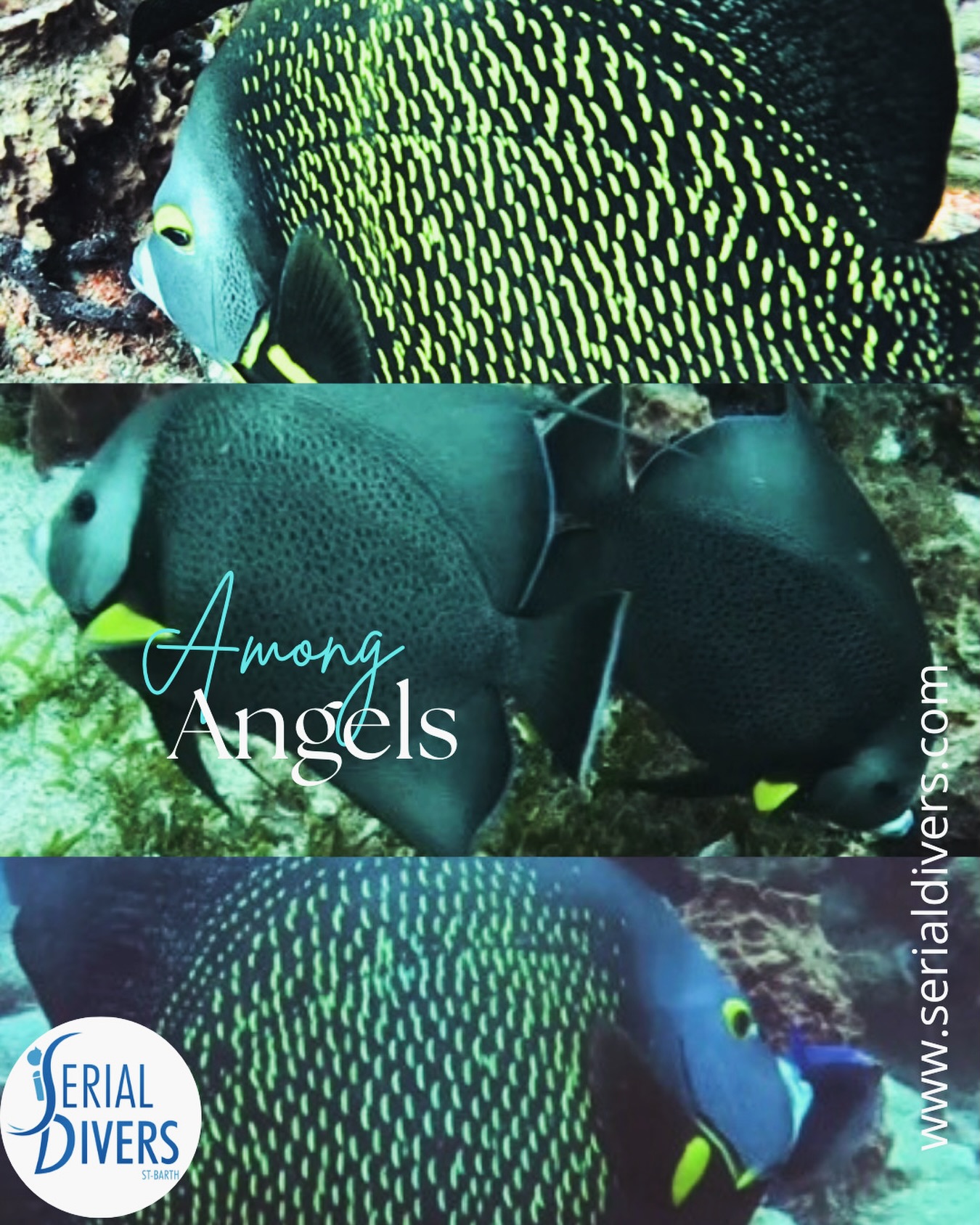 Serial divers vous présente la famille des Pomachantidae ou Poissons Anges.