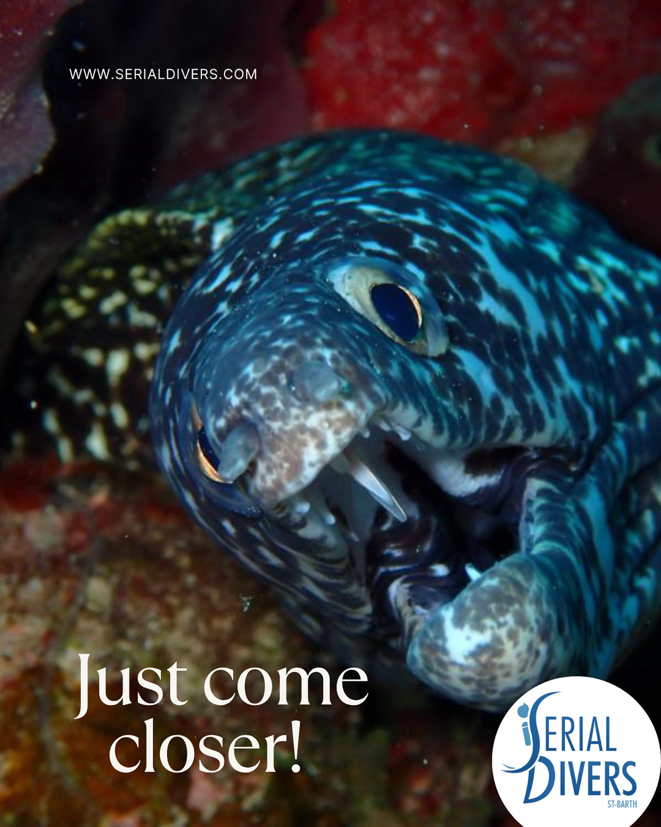 Plongez au plus près de la vie marine avec Serial Divers. #morayeellovers