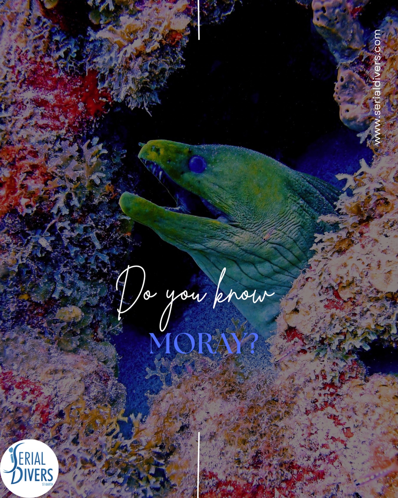 Rencontrez l’impressionnante murène verte. #comedivingwithserial