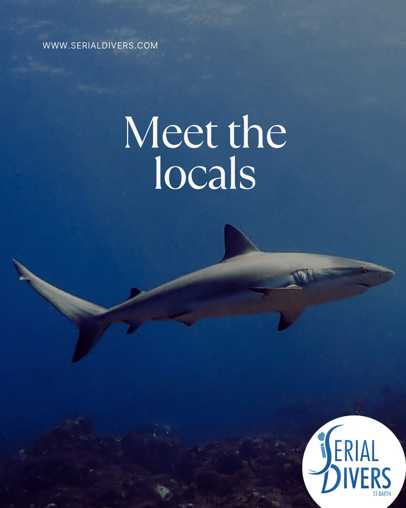 Un grand nombre d’espèces à découvrir dans les eaux de saint barthélemy dont le requin de récif des Caraïbes. #sharkslovers