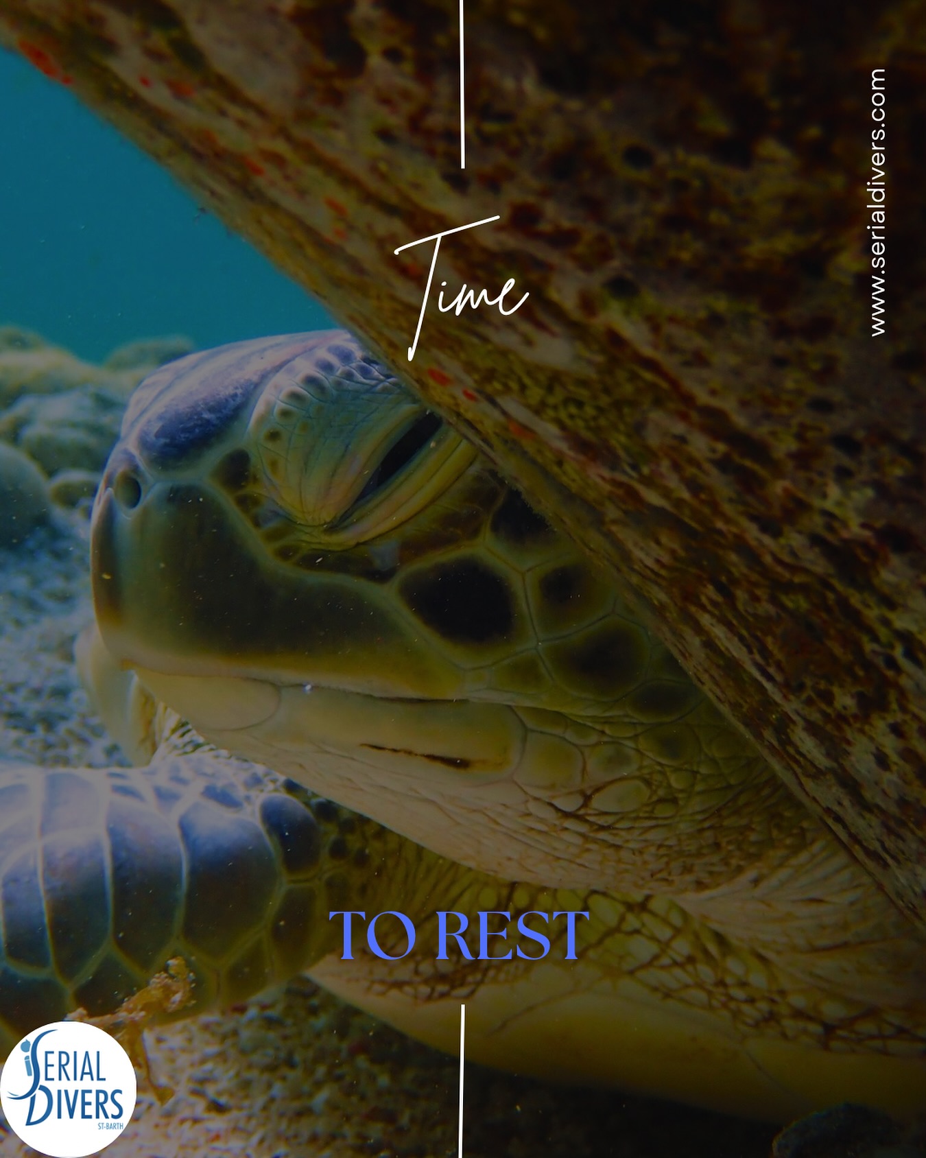 À la rencontre de nos paisibles tortues résidentes avec Serial Divers. Photo : @marine_blly