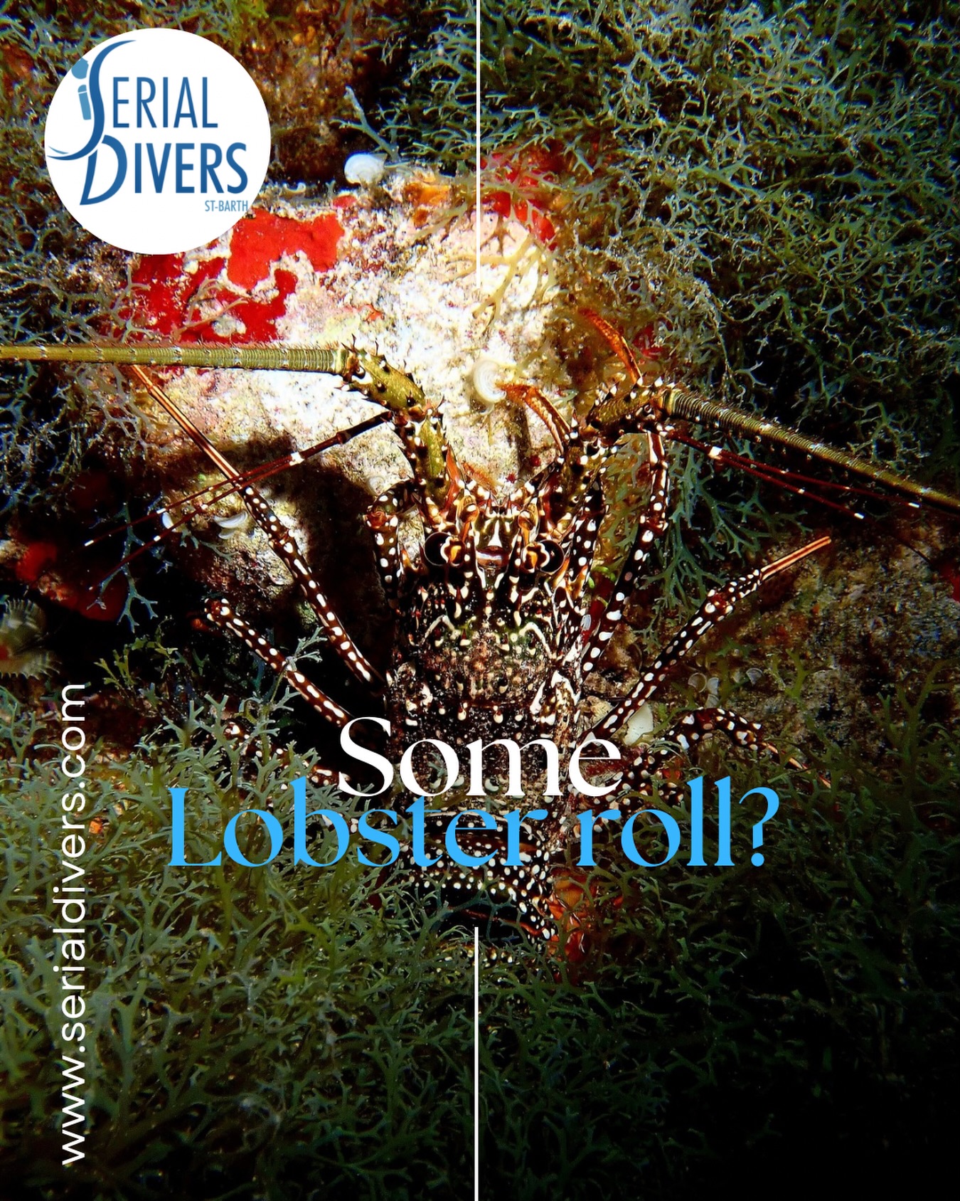 St Bart ou le paradis des langoustes. Un endroit préservé et protégé où elles peuvent grandir et vivre paisiblement pour le plus grand bonheur des plongeurs. #undewaterbeauty photo : @_coradufour_