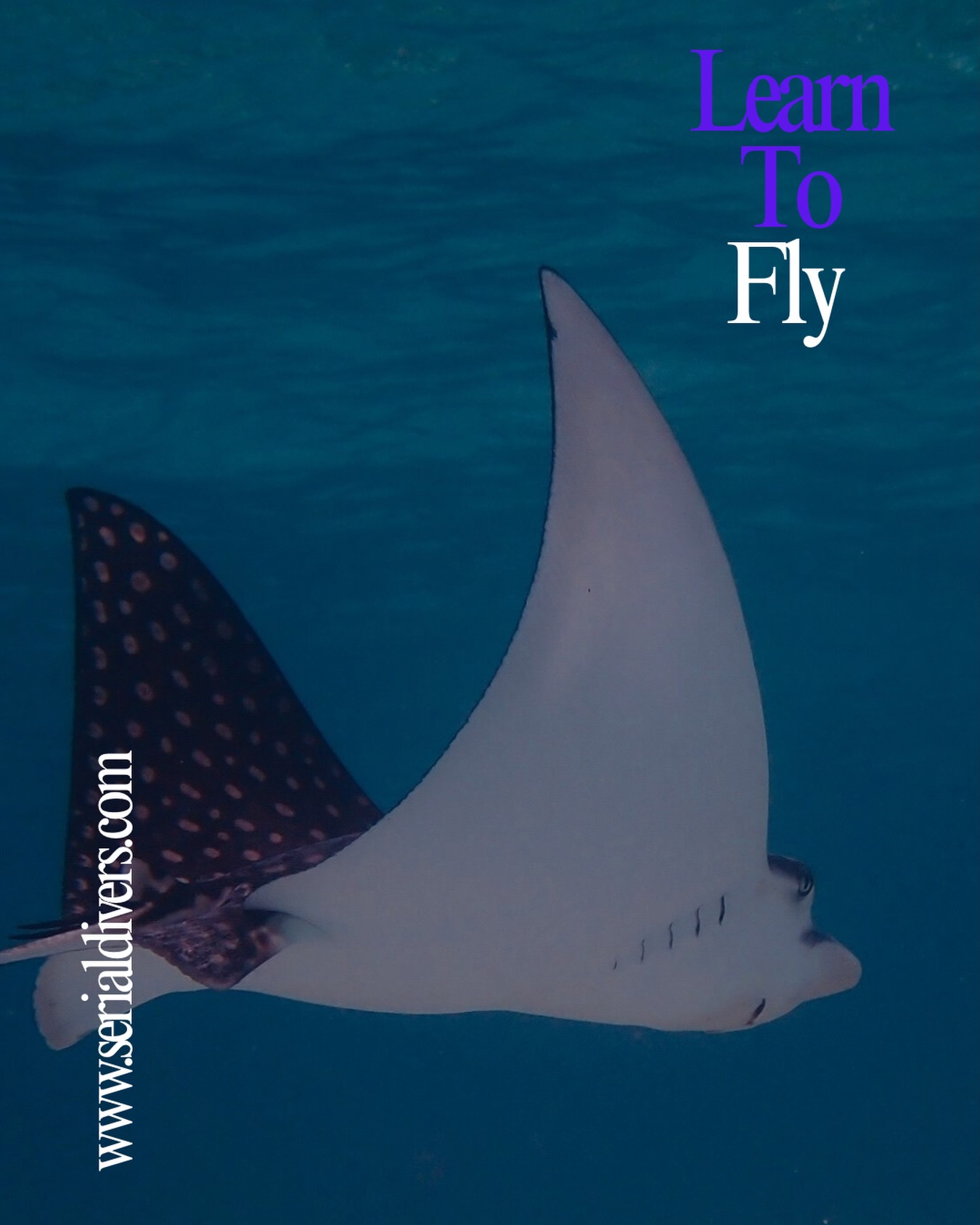 Venez apprendre à voler sous l’eau avec @serial_divers. Photo : @marine_blly