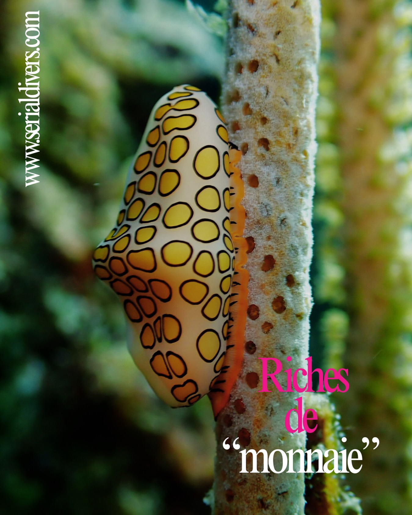Riches de bien plus que du matériel. Venez découvrir Cyphoma gibbosum, communément nommé Monnaie caraïbe à ocelles ou Langue de flamant. #vivelesmolusques