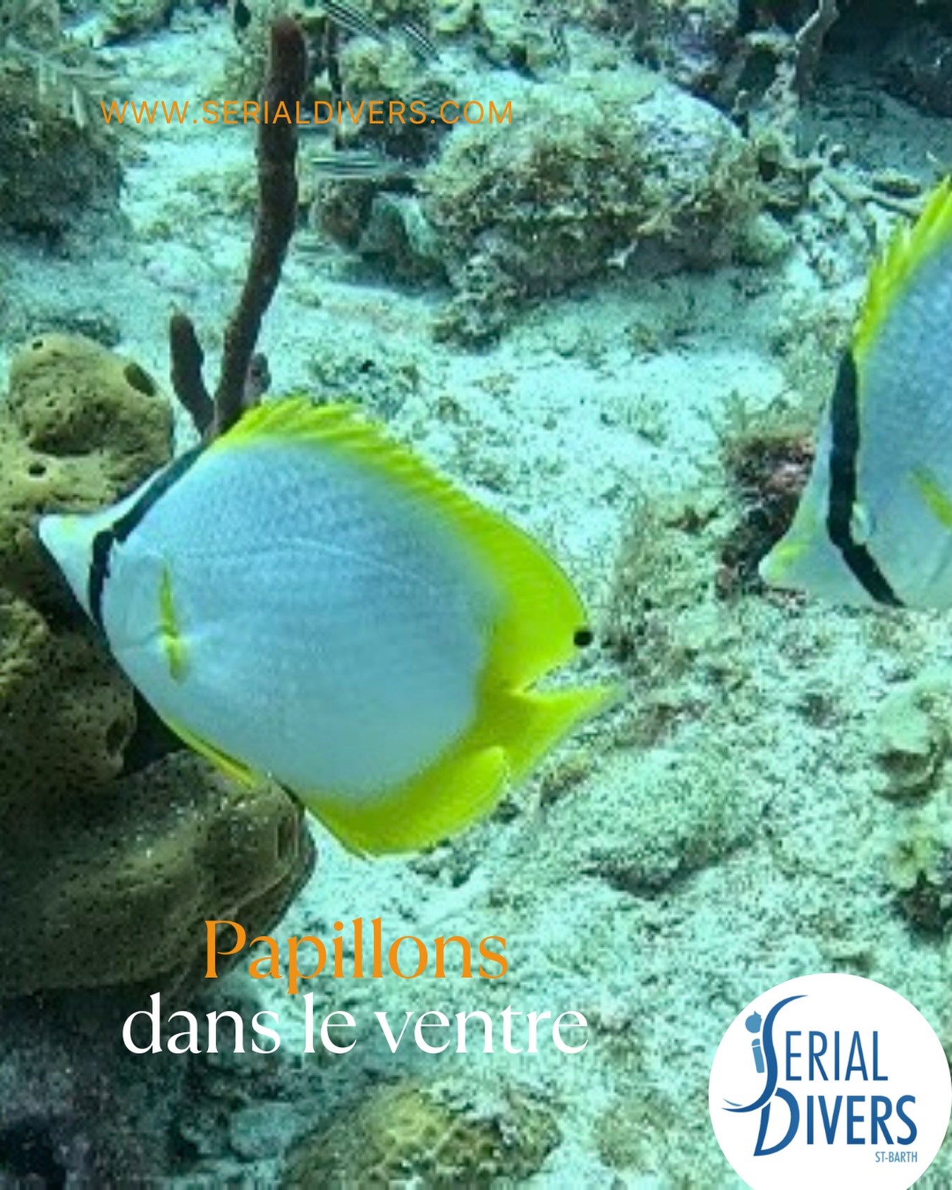 Mettez des bulles dans votre vie avec Serial divers! La plongée commence comme un hobby et devient une véritable passion… #fishaddict