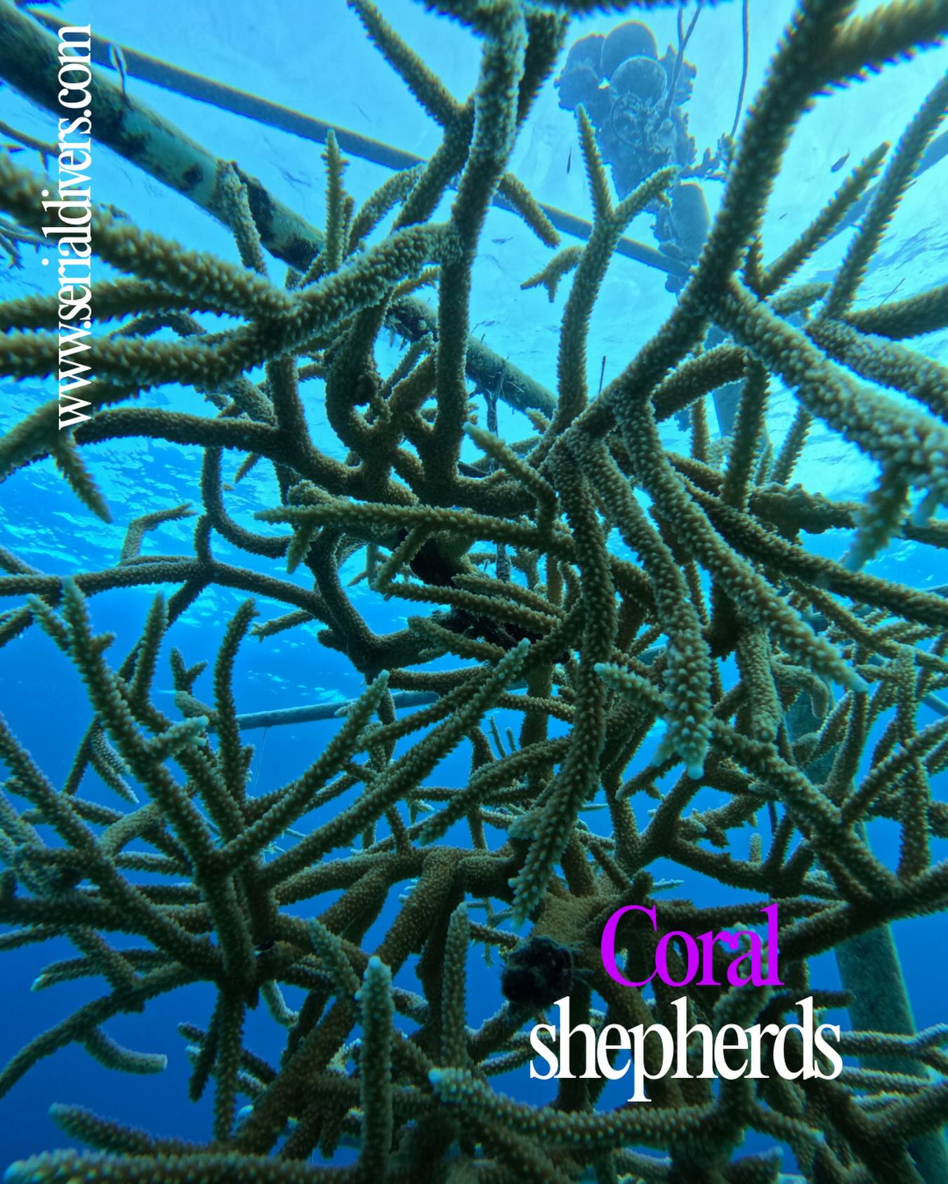 Le corail, primordiale pour la biodiversité, l’alimentation, le tourisme, l’économie, la protection des côtes, la santé de la planète et même la recherche médicale. Chez serial nous célébrons et respectons les récifs coralliens. Venez en apprendre d’avantage!