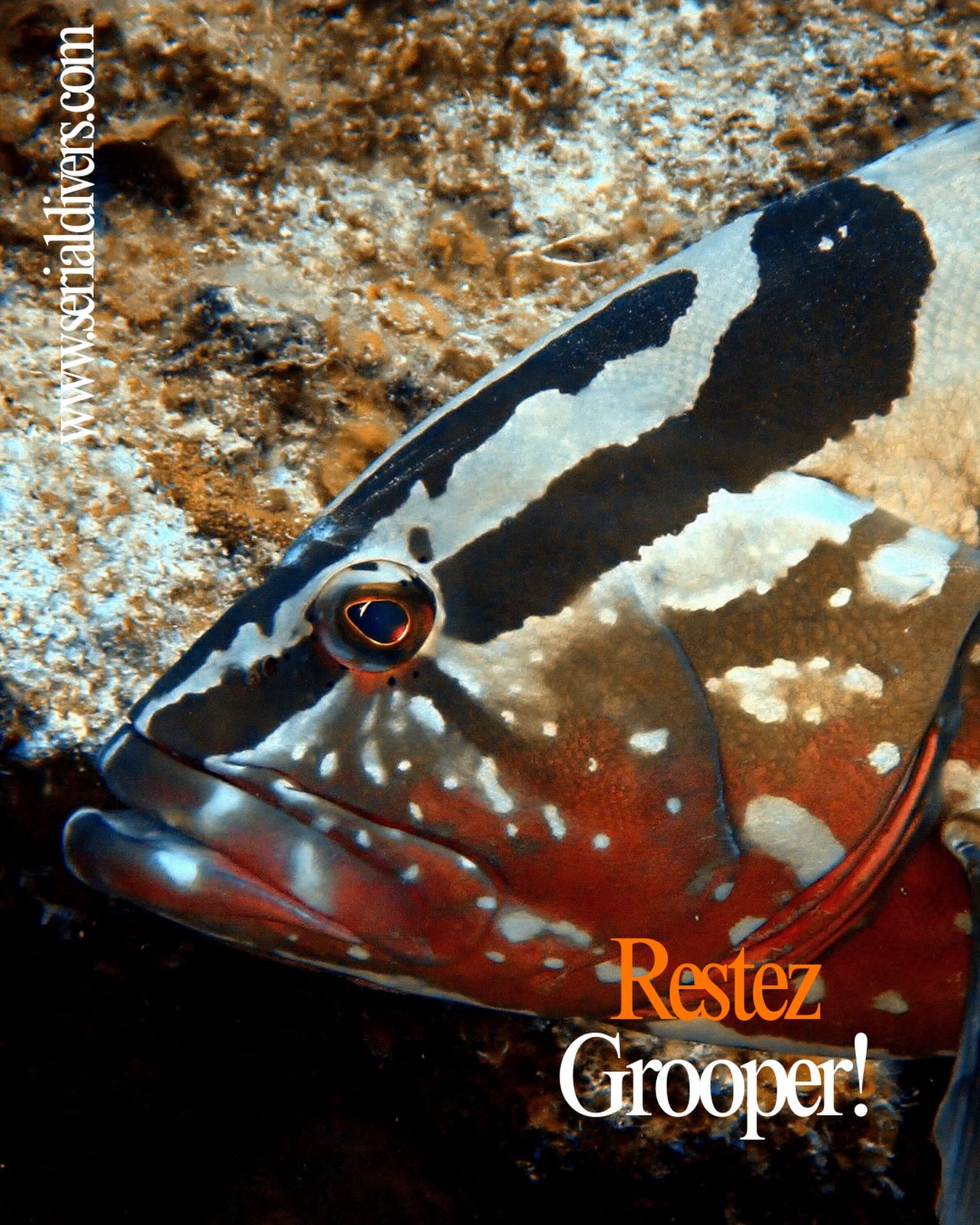 Venez saluer le mérou Nassau endémique de la Caraïbes! Serial Divers vous fait découvrir les plus belles espèces sous marines. #grooperlover