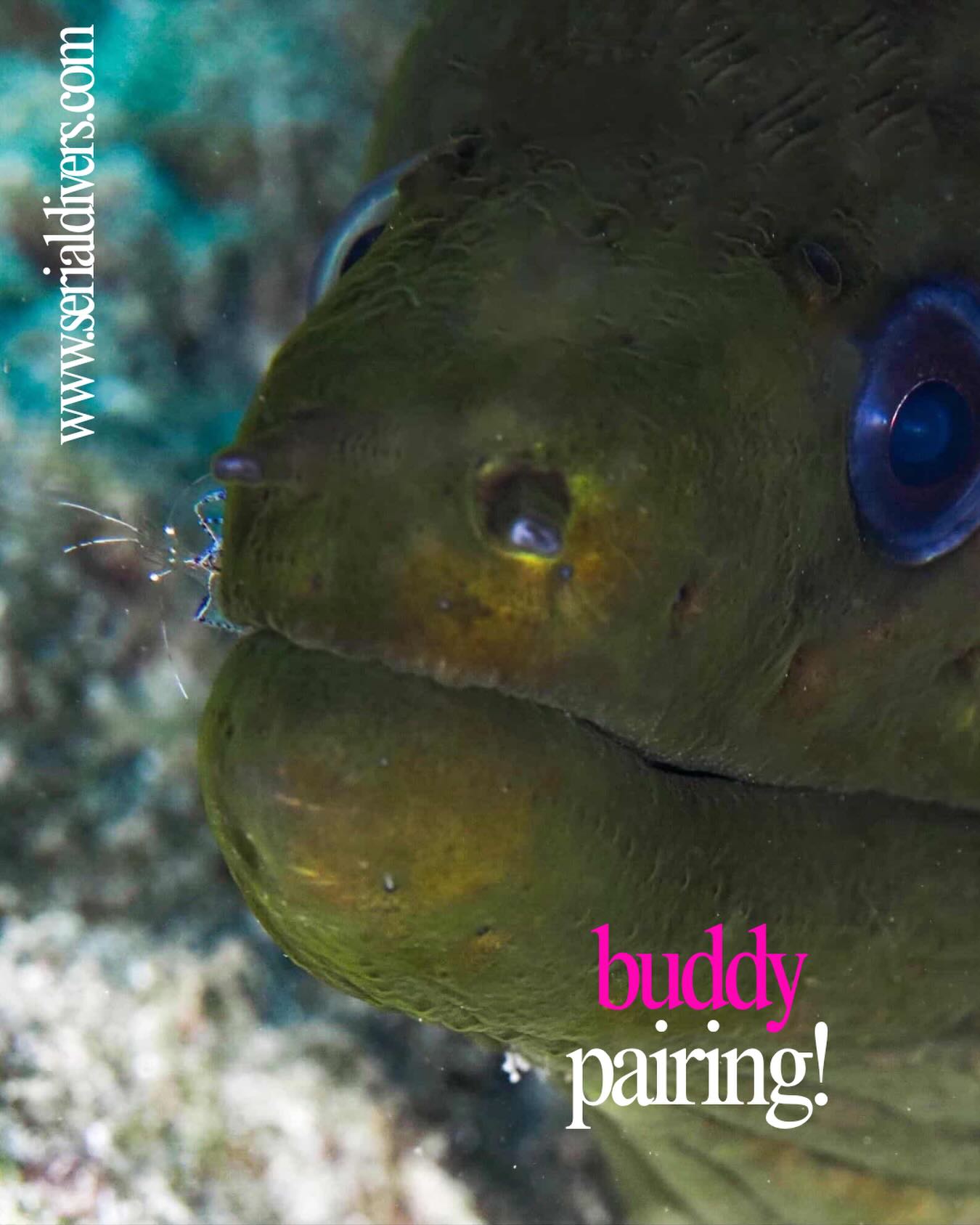 Merci à @scubagirlsbh pour cette magnifique photo d’une murène verte et de sa crevette pederson!